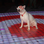 Target rents LED dance floor for event